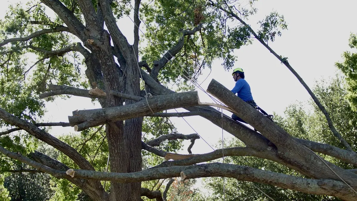 Professional Crown Thinning performed by certified arborists in Hardwick