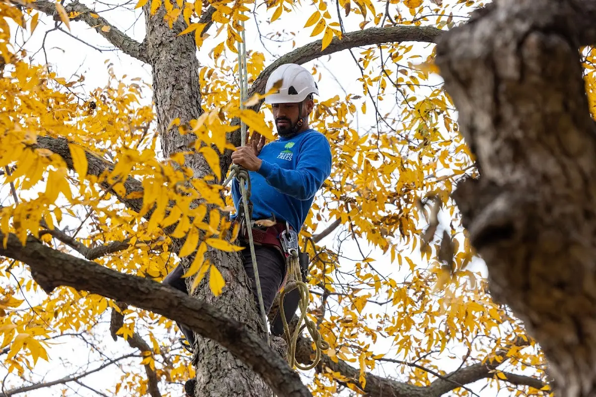 Skilled Tree Planing crew working in Hardwick